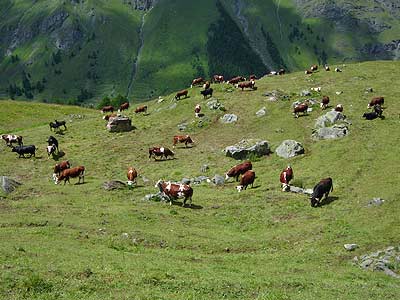 Mucche al pascolo nei dintorni di Chamois