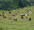 Mucche al pascolo a Chamois